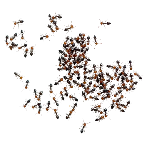 ants